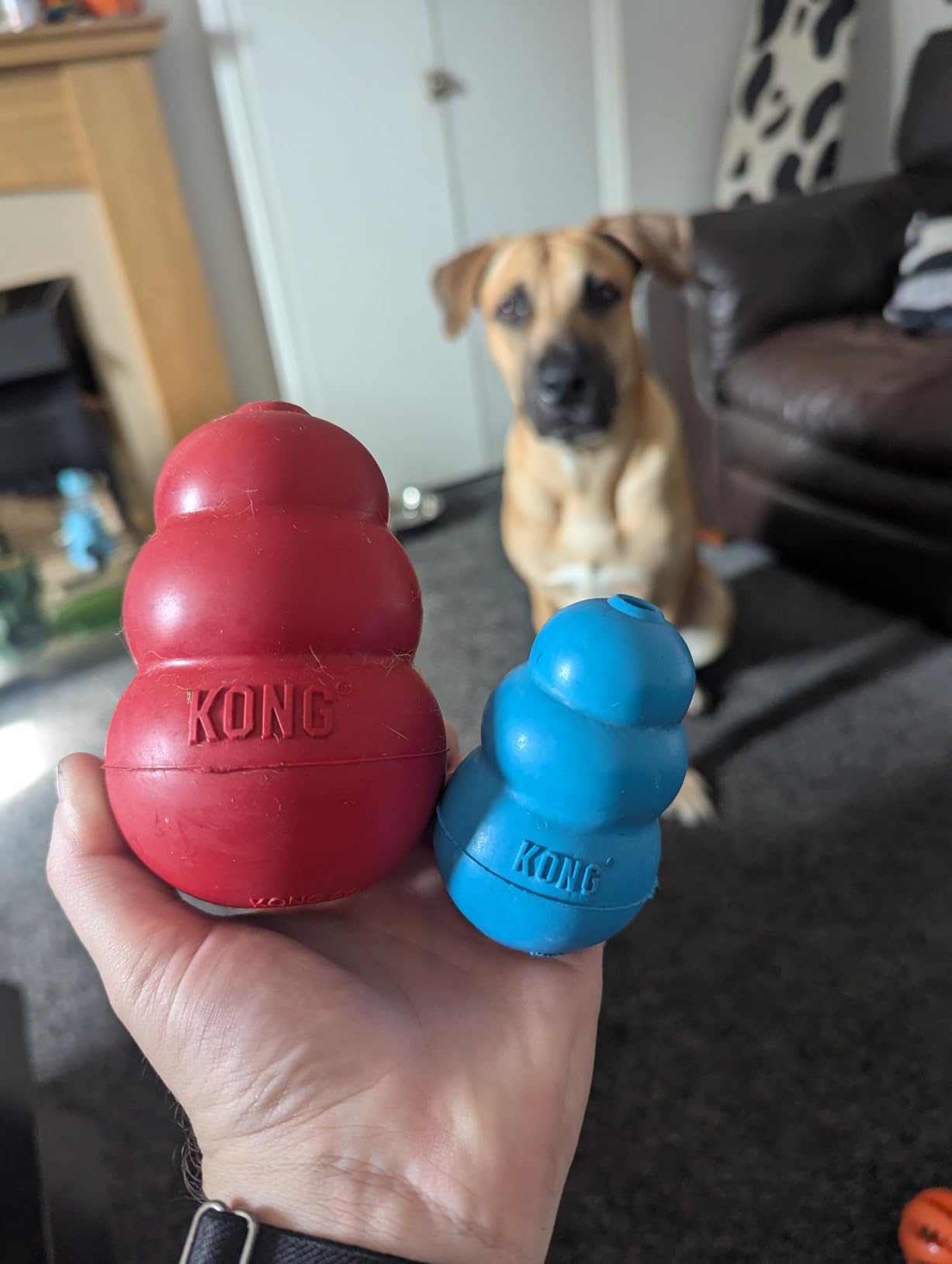 KONG toy customer review photo 2