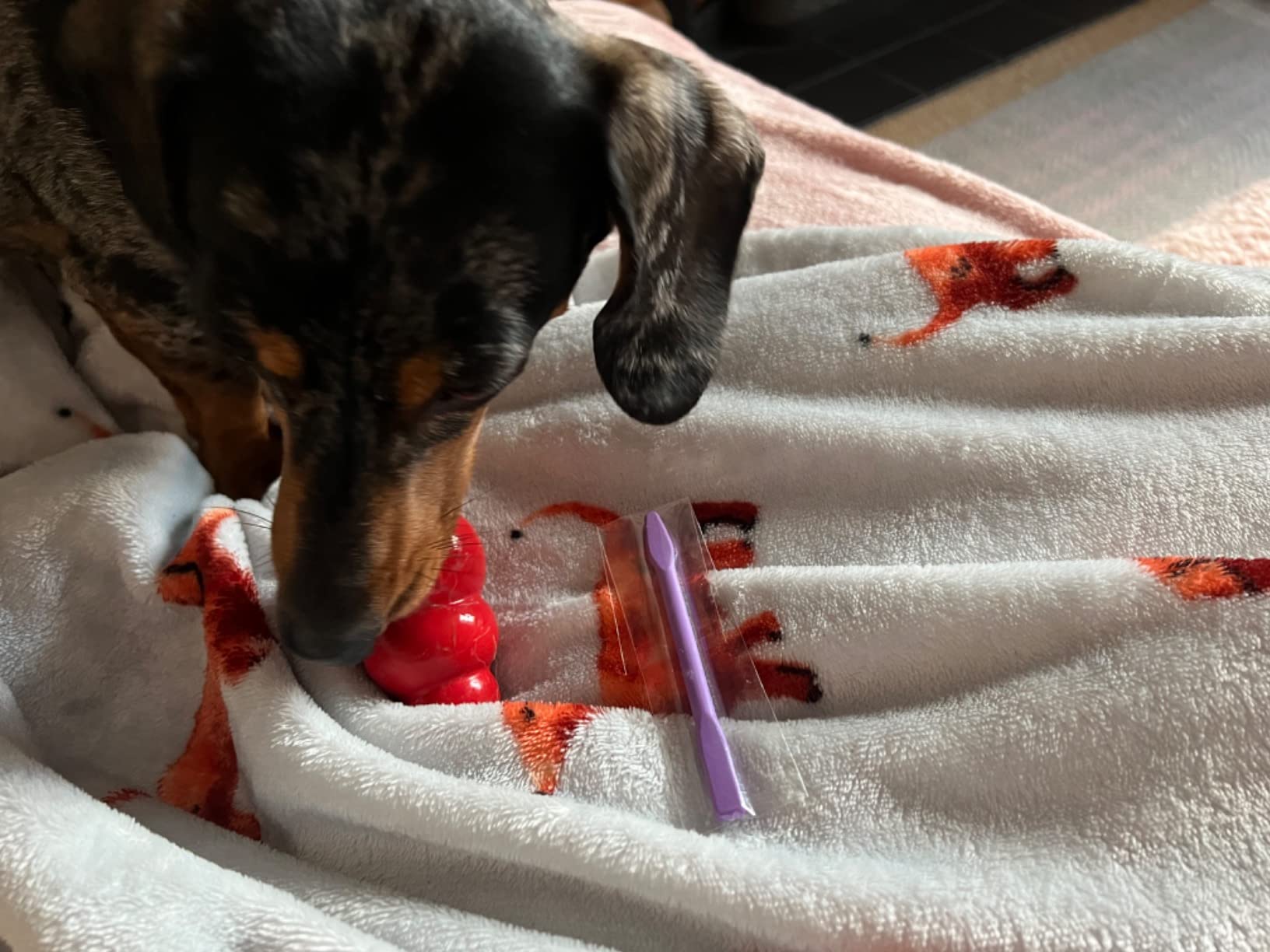 KONG toy customer review photo 3
