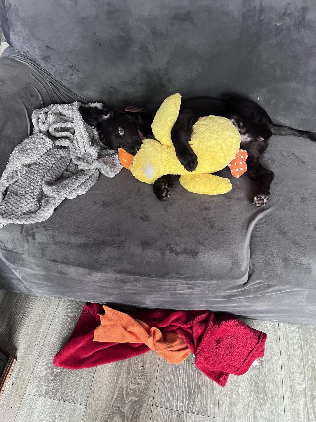 KONG toy customer review photo 4