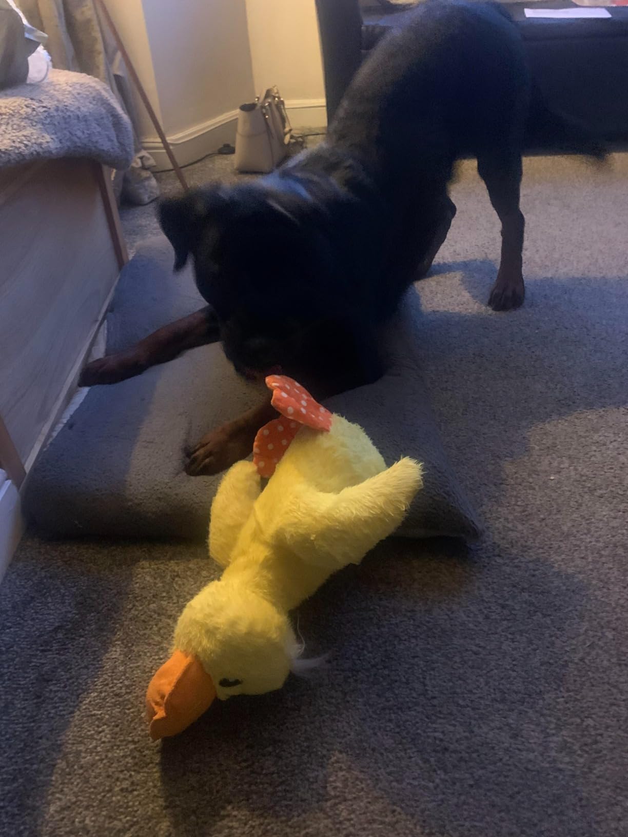 KONG toy customer review photo 6