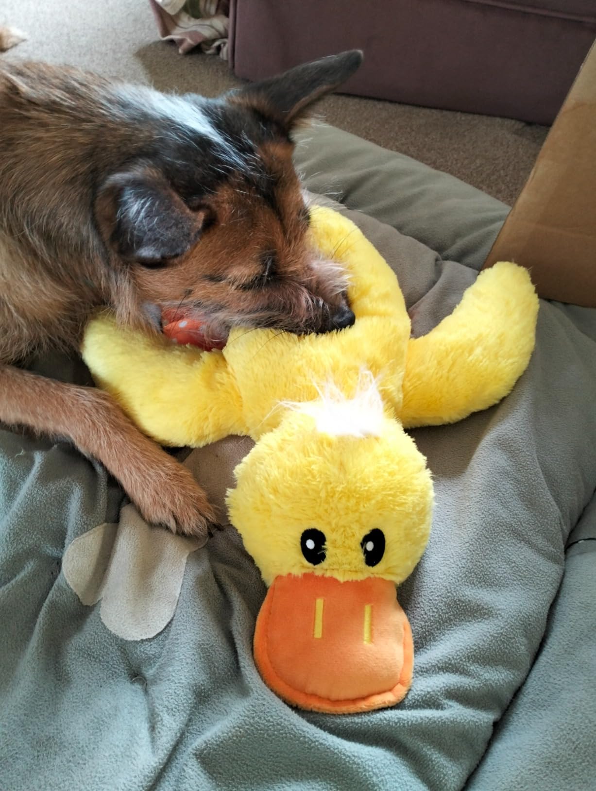 KONG toy customer review photo 8